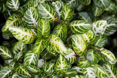 Leaf codiaeum variegatum Stock Photos