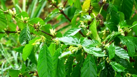 The leaf of coffee tree plant was shaken by droplet Stock Footage 330392213