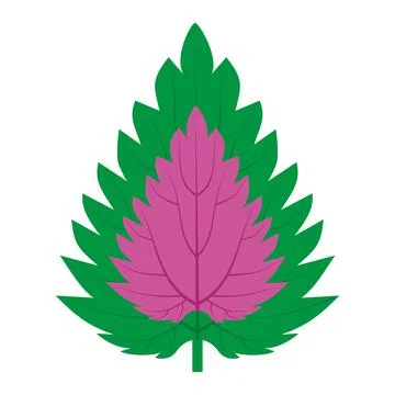 Leaf Coleus nettle room in two colors green and red Stock Illustration