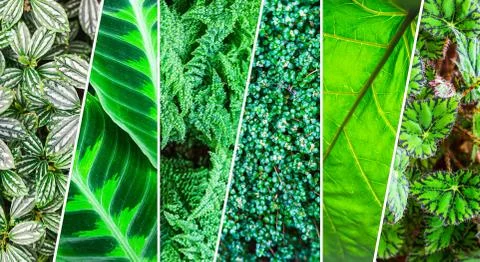 Leaf Collage. Close up Stock Photos