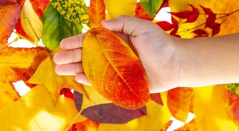 Leaf collection among isolated maple leaves. Hand holding colorful maple leaf 스톡 사진