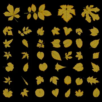 Leaf collection Illustrazione stock