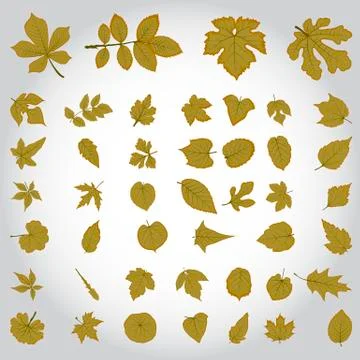Leaf collection Stock Illustration