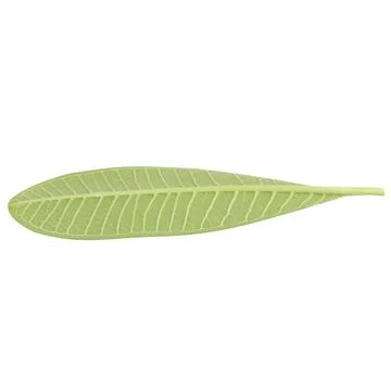 Leaf collection isolated on white background Stock Photos