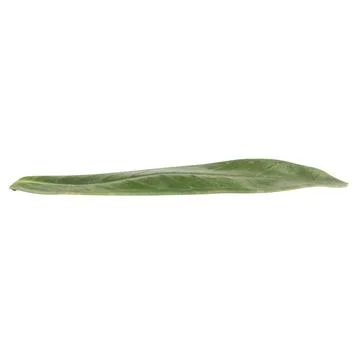 Leaf collection isolated on white background Stock Photos