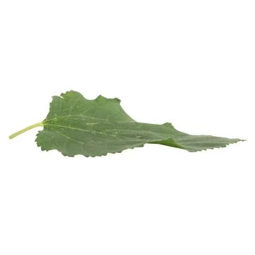 Leaf collection isolated on white background Stock Photos