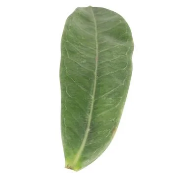 Leaf collection isolated on white background Stock Photos