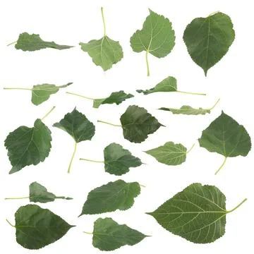 Leaf collection isolated on white background Foto stock