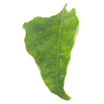 Leaf collection isolated on white background Foto stock