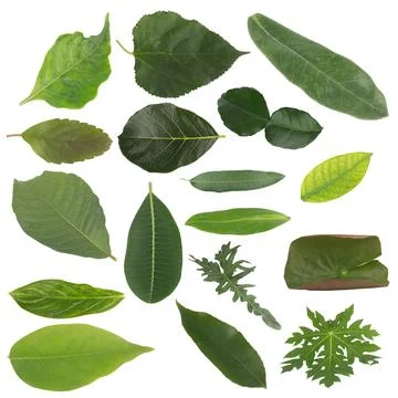 Leaf collection isolated on white background Stock Photos