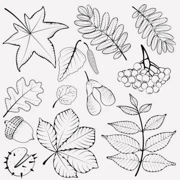 Leaf collection vector silhouette illustration . Stock Illustration