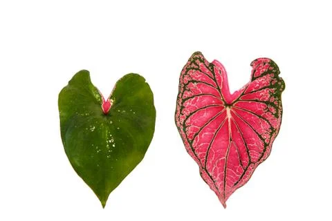 Leaf color Stock Photos