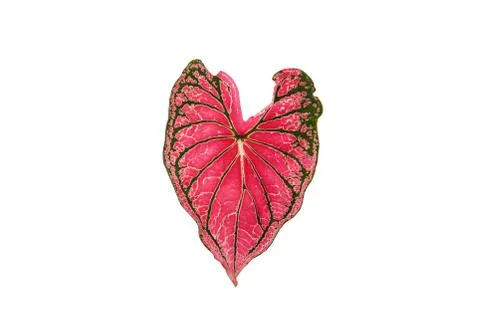 Leaf color Stock Photos