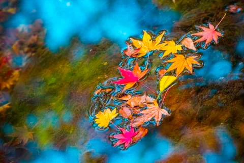 Leaf color. Foto stock