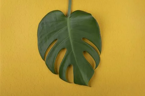 Leaf Colour-play 스톡 사진