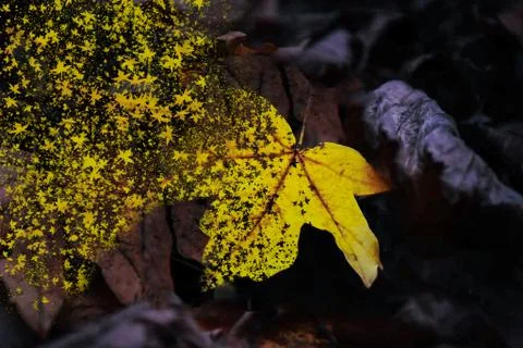 Leaf comes loose Stock Illustration