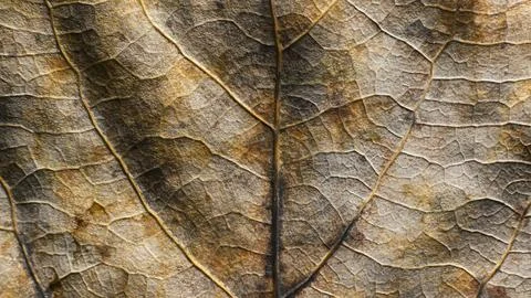 Leaf of Common aspen tree. Complex texture with veins and cells. Macro shot. Stock Photos