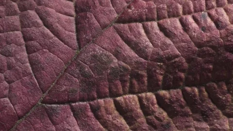 Leaf of common Hazel tree. Complex texture with veins and cells. Macro shot. Stock Footage 293929137