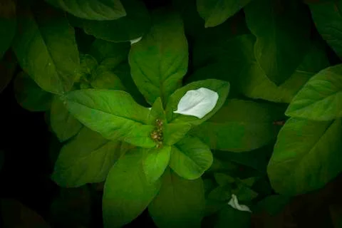 Leaf composition Stock Photos
