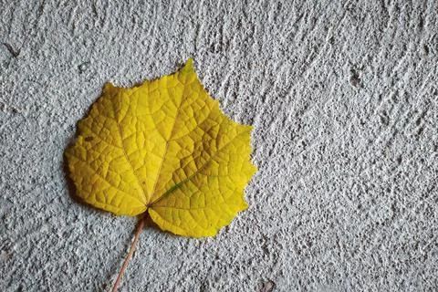 Leaf on concrete Foto stock
