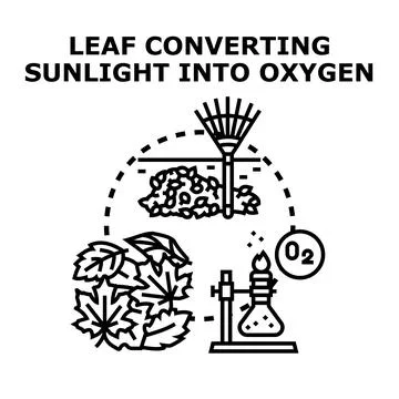 Leaf converting sunlight process illustration diagram 스톡 일러스트