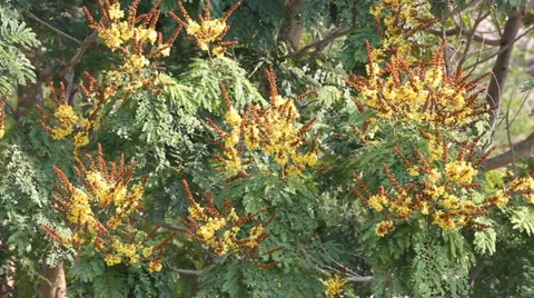 Leaf of Copperpod tree movement 動画素材 35519025