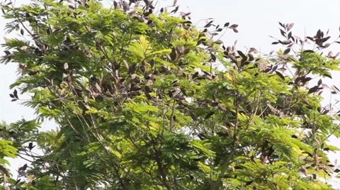 Leaf of copperpod tree movement 動画素材 35519036