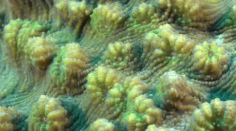 Leaf coral polyps - Red Sea, macro shot Stock Footage 61143322