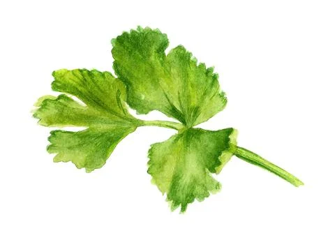 Leaf of coriander Stock Illustration