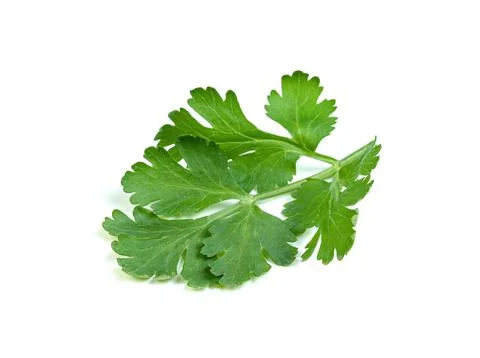 Leaf Coriander or Cilantro isolated on white background ,Green leaves pattern Stock Photos