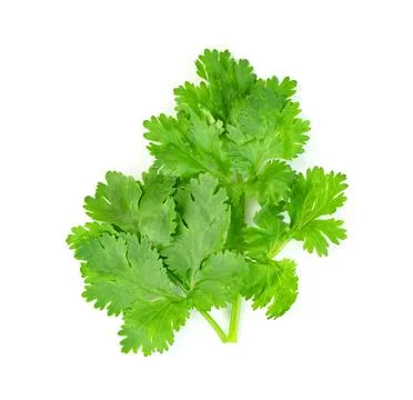 Leaf Coriander or Cilantro isolated on white background ,Green leaves pattern Stock Photos
