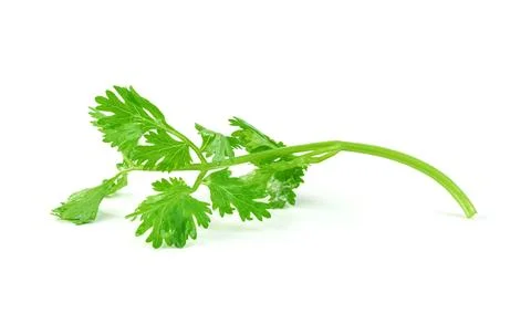 Leaf Coriander or Cilantro isolated on white background ,Green leaves pattern Stock Photos