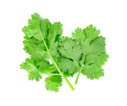 Leaf Coriander or Cilantro isolated on white background ,Green leaves pattern Stockfoto's