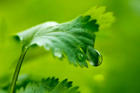 Leaf of coriander with water drop Stock Photos