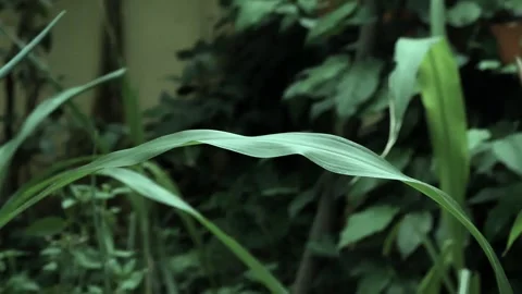 A leaf of corn in the yard was blown away by the wind. Vidéo 277213647