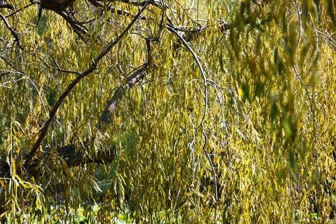 Leaf-covered branches of a weeping willow. Stock Photos
