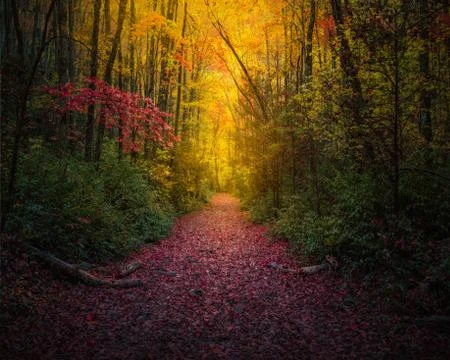 Leaf-Covered Foot Path Coursing Through Fall Colors Stock Photos