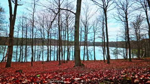 Leaf-Covered Forest by Lake Shore Stock-Footage 333181314