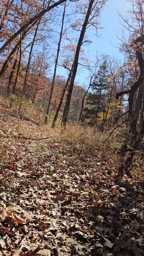 Leaf-Covered Forest in Late Autumn Stock Footage 317127618