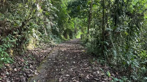 Leaf-Covered Forest Path Walk in Dense Tropical Jungle, POV Tracking Shot Stock Footage 324773739