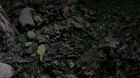 Leaf-covered ground and trunk Stock Footage 77053936