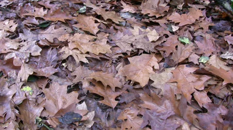 Leaf covered ground high viewpoint panning Video stock 23845161