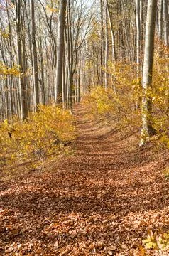 Leaf-covered hiking trail Stock Photos