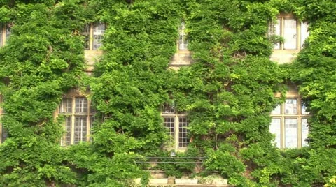 Leaf Covered Mansion Building Stock Footage 18174599