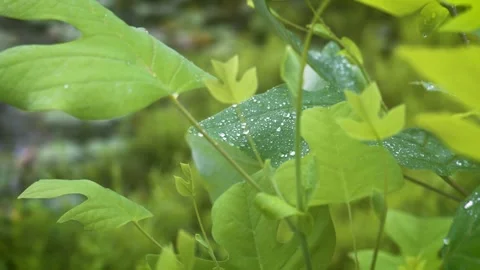 A leaf covered in morning dew by the edge of a swamp/ pond. Stock Footage 249891545