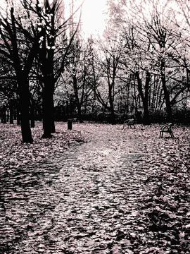 Leaf-covered park pathway in late autumn Stock Photos