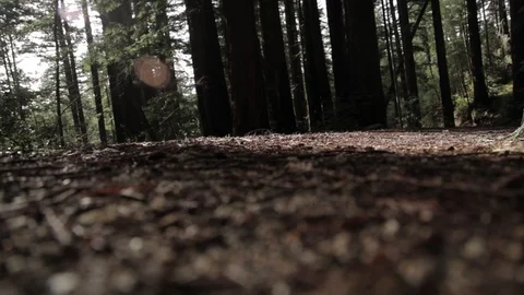 Leaf-covered path in a forest in Santa Cruz Stock Footage 91276598