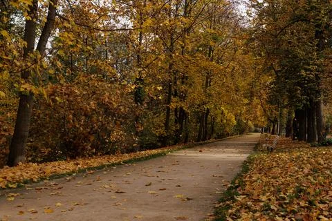 Leaf-covered path invites peaceful autumn strolls Stock Photos
