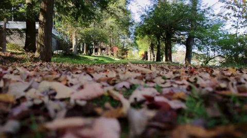 Leaf Covered Path, Low Angle Stock Footage 140689995