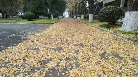 Leaf Covered Path Through Autumn Forest in Anhui, China Stock Footage 344037888